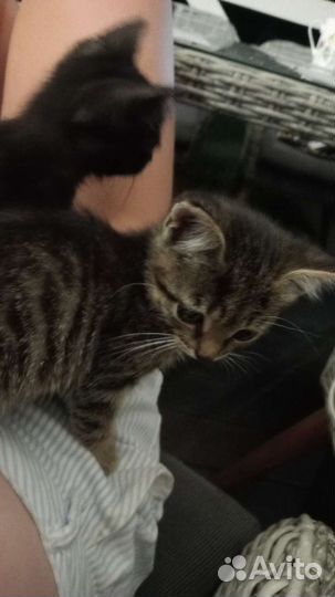 Котенок в дар