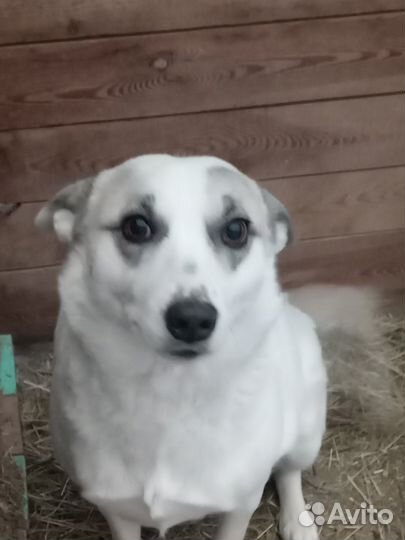 Отдам в добрые руки