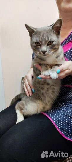 Котики бесплатно в добрые руки