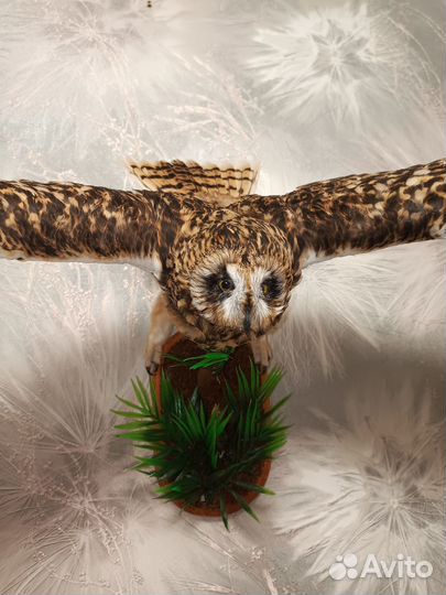 Чучело совы