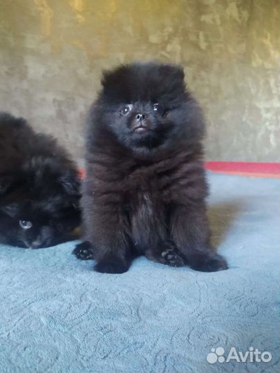 Померанский шпиц медвежьего типа