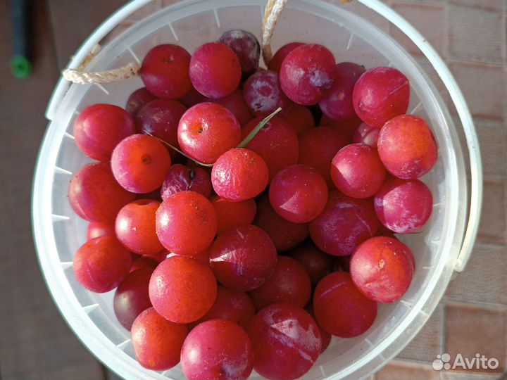 Саженцы слива