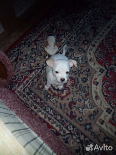 Щенки чихуахуа