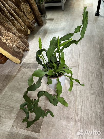 Mini fragon fruit мини драгон фрут