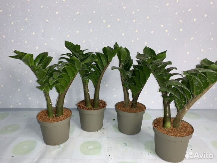 Замиокулькас Зензи 9/25см