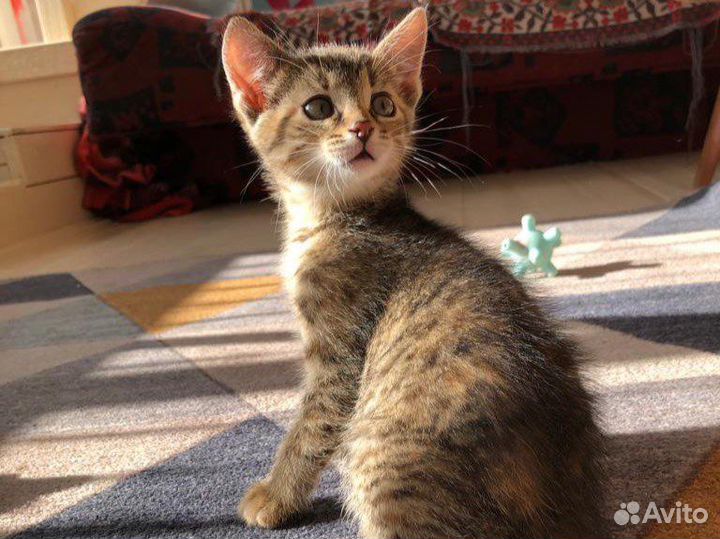 Котенок ищет дом