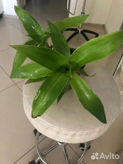 Традесканция макси