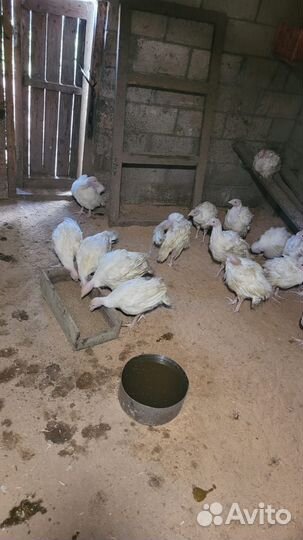 Индейка 1 месяц