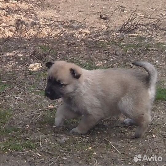 Щенки западно сибирской лайки