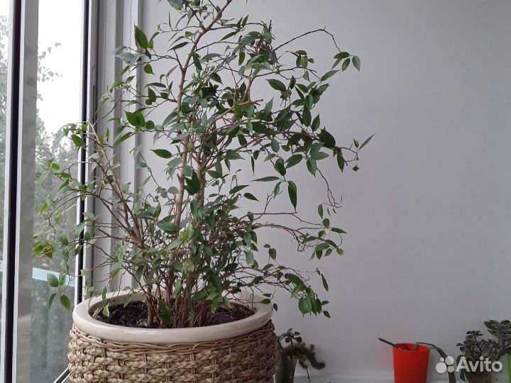 Цветы для дома и офиса