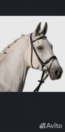 Уздечка для лошади