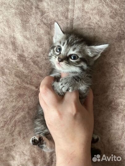 Отдаем котят в добрые руки