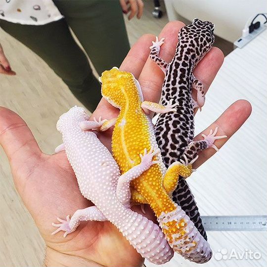 Геккон эублефар