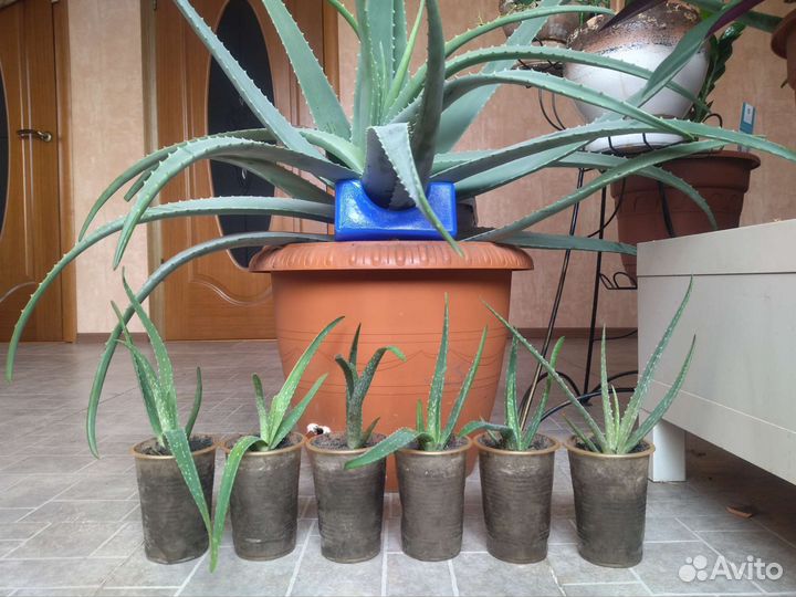 Настоящие зеленые драконы - детки алое вера