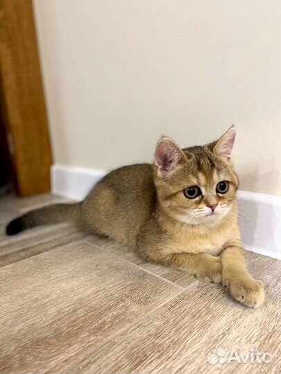 Британская кошечка