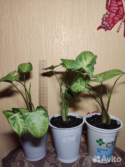 Сингониум,Комнатные цветы