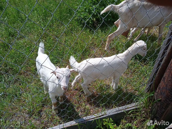 Козляты Ламанчи