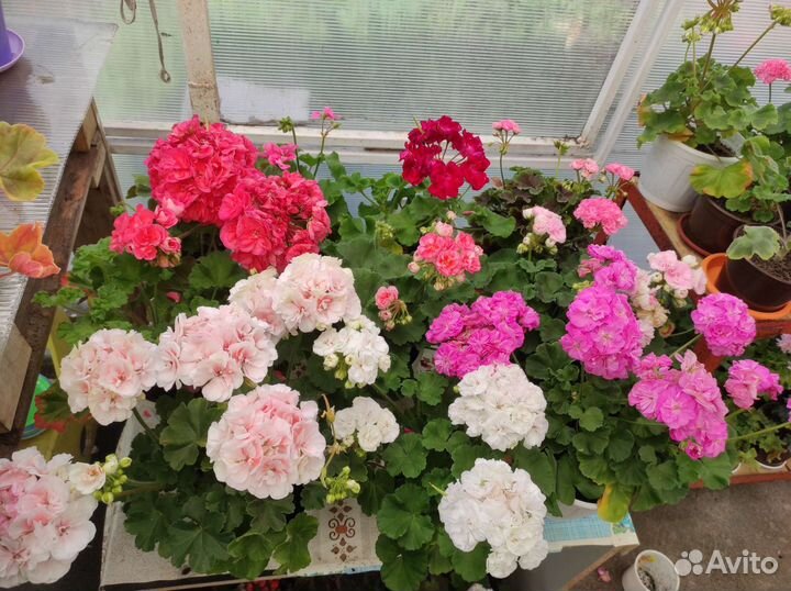 Пеларгония разных сортов