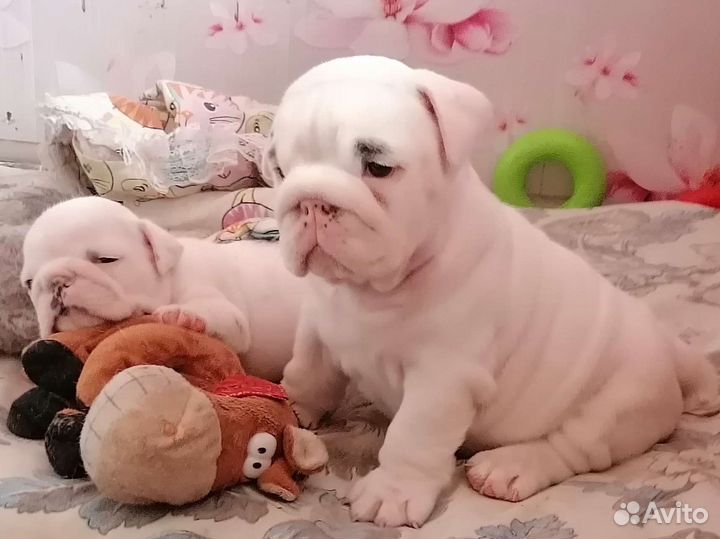 Белые щеночки