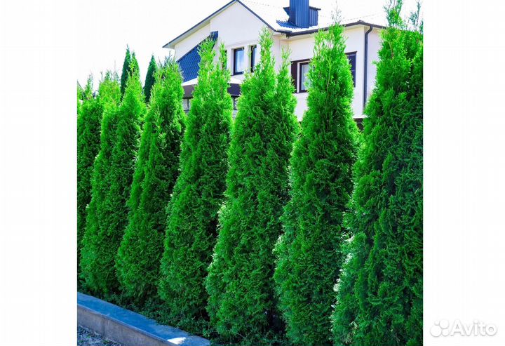 Туя западная смарагд- саженцы зкс