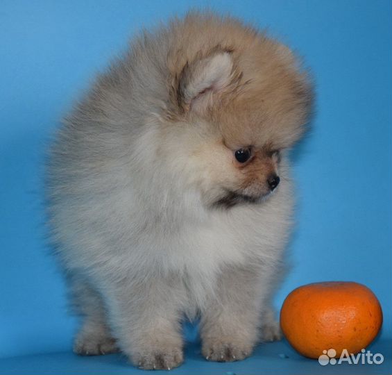 Померанский шпиц