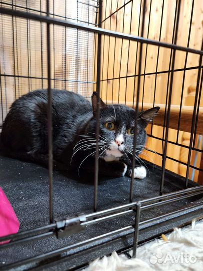 Отдам кота в добрые руки