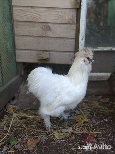 Петухи породы китайский шёлковый
