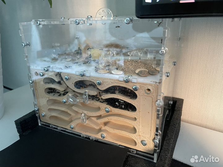 Муравьиная ферма с муравьями