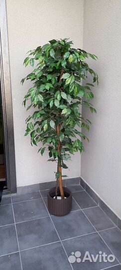 Искусственное дерево фикус