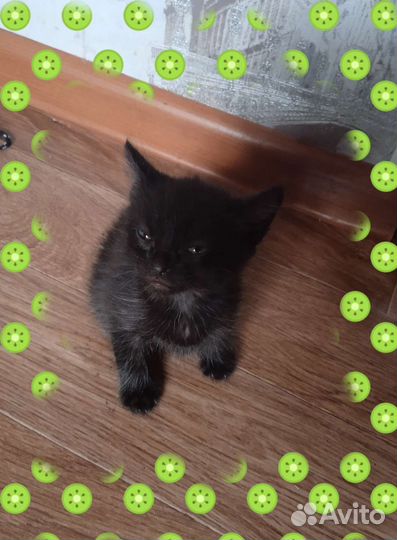 Кошка в дар бесплатно