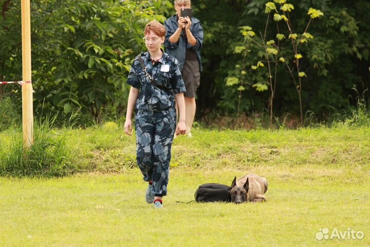 Кинолог. Дрессировка собак