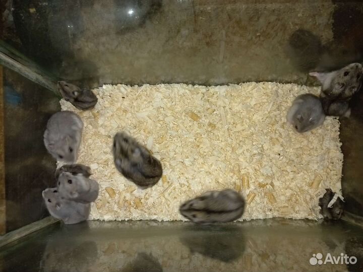 Джунгарский хомяк