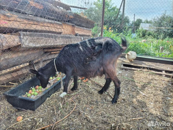 Высокоудойные козы