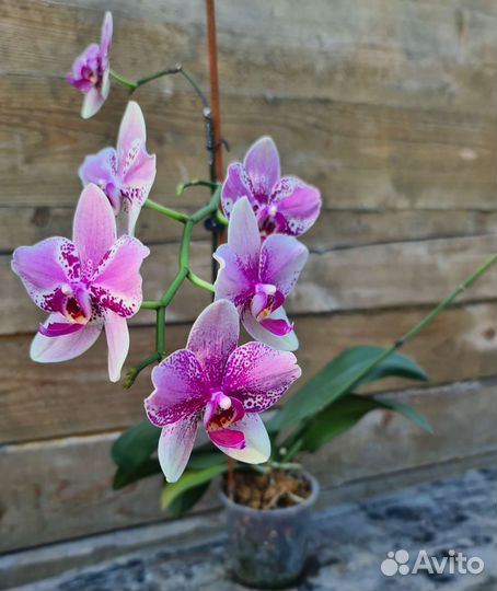 Орхидея фаленопсис
