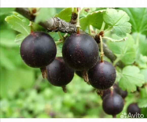 Посадка черного крыжовника. Негус крыжовник. Сорт крыжовника негус. Крыжовник черный бархат. Посадка черного крыжовника.