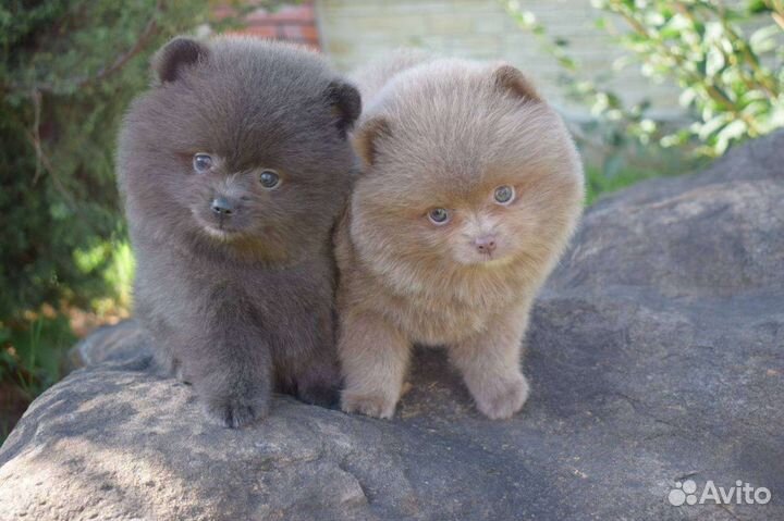 Шпиц девочка