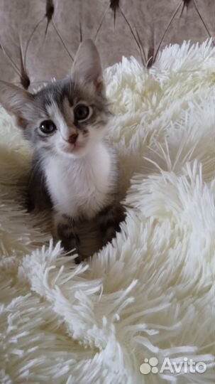 Подарим котят,с бесплатной доставкой на дом)