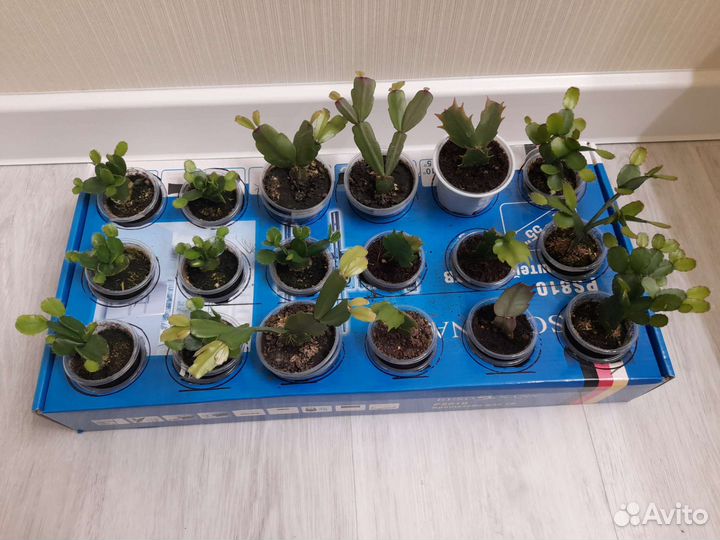 Декабрист шлюмбергера рапсалидопсис