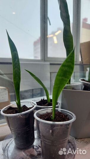 Сансевиерия