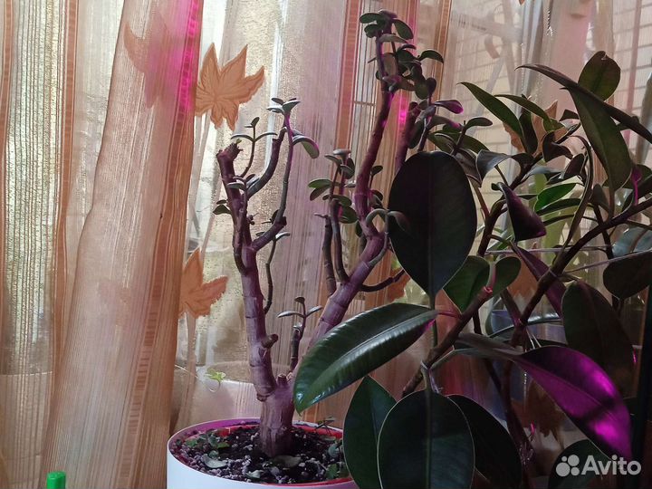 Комнатные растения, цветы