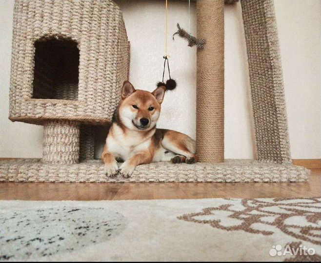 Вязка сиба ину