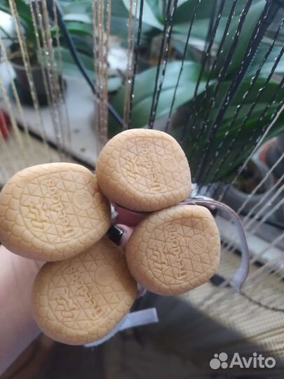 Одежда и обувь на маленькую собачку