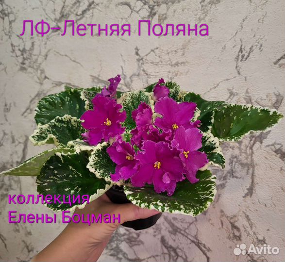 Лист свежий срез
