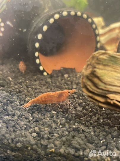 Креветки вишня