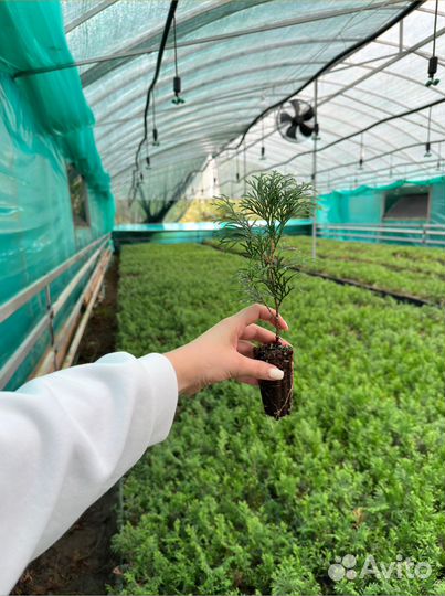 Туя, Туи Смарагд саженцы с доставкой