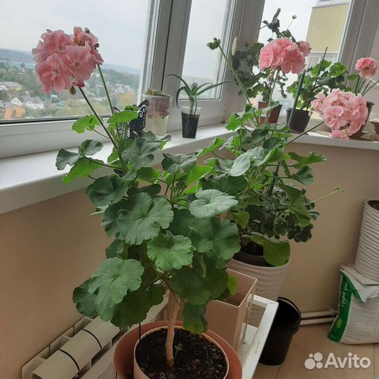 Герань пеларгония