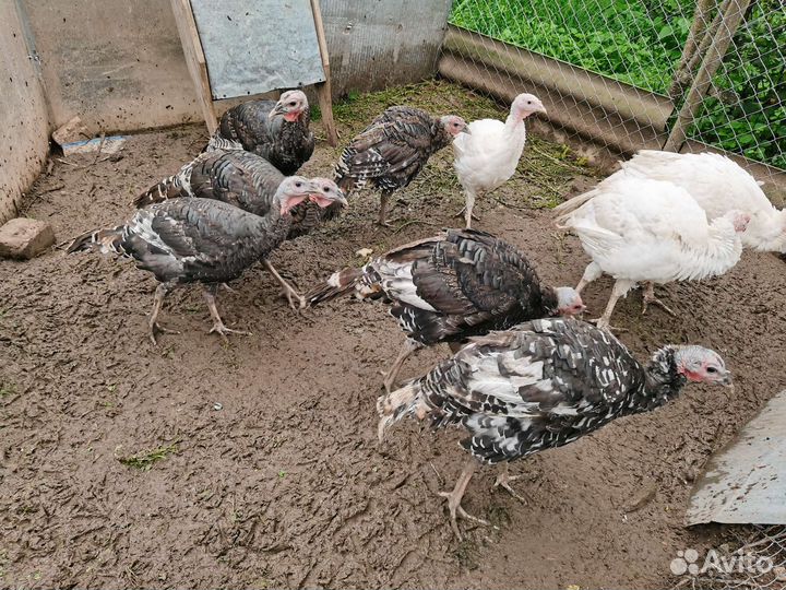 Индюки бронза