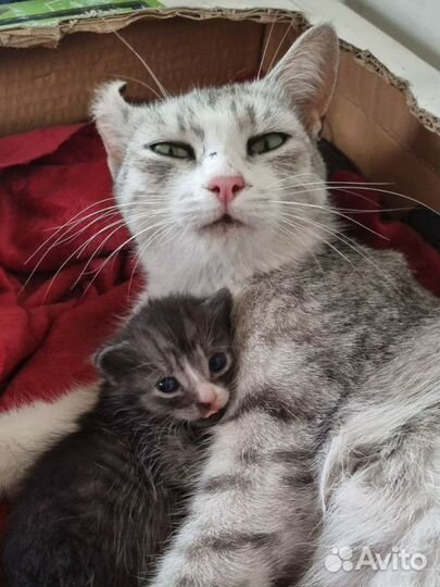 Кошка