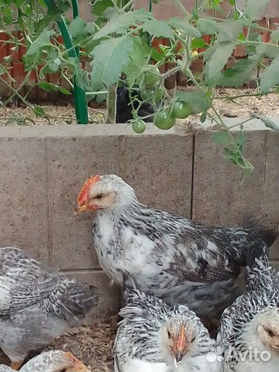 Петушок Барковской барвистой