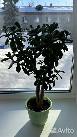 Цветок толстянка